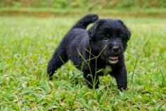 Newfoundland Puppies for Sale in Chandigarh	

Are you looking for a healthy and purebred Newfoundland puppy to bring home in Chandigarh? Mr n Mrs Pet offers a wide range of Newfoundland Puppies for Sale in Chandigarh at affordable prices. The price of Newfoundland Puppies we have ranges from ₹80,000 to ₹1,50,000 and the final price is determined based on the health and quality of the puppy. You can select a Newfoundland puppy based on photos, videos, and reviews to ensure you get the perfect puppy for your home. For information on prices of other pets in Chandigarh, please call us at 7597972222.

Visit here: https://www.mrnmrspet.com/dogs/newfoundland-puppies-for-sale/chandigarh

