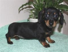 Dachshund Puppies for Sale in Madurai

Are you looking for Dachshund Puppies breeders to bring into your home in Madurai? Mr n Mrs Pet offers a wide range of Dachshund Puppies for sale in Madurai at affordable prices. The final price is determined based on the health and quality of the Dachshund Puppies. You can select a Dachshund Puppies based on photos, videos, and reviews to ensure you find the right pet for your home. For information on the prices of other pets in Madurai, please call us at 7597972222.

Visit Site: https://www.mrnmrspet.com/dogs/dachshund-puppies-for-sale/madurai