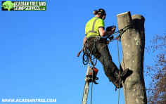 Tree Removal Talisheek | Acadian Tree and Stump Removal Service

Homeowners often need straightforward tree removal services when a tree becomes old, diseased, or hard to maintain. It's important to remove these trees before they cause more damage to your landscape. Acadian Tree & Stump Service offers tree removal and stump grinding services using experienced professionals and modern equipment. If you need any additional information about our Tree Removal Talisheek services, please contact us at (985) 285-9827.