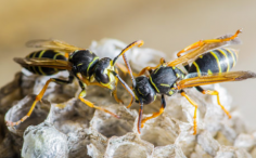 Searching for the Best Wasp Control in Speen, then contact Chiltern Pest Solutions. They provide a reliable and trusted pest control service for homes, commercial premises and agricultural sites throughout Buckinghamshire, Berkshire and South Oxfordshire. Their reputation for excellent customer service has been built on providing a fast response to all your pest control requirements. For more info. visit - https://maps.app.goo.gl/BDkXNPWmMaiutfg17