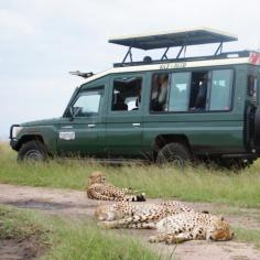 A coalition of cheetahs with a backdrop of Saunterland Africa Tours safari landcruiser