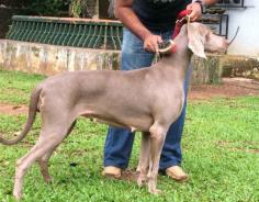 Weimaraner Puppies for Sale in Agra	

Are you looking for a healthy and purebred Weimaraner Puppy to bring home in Agra? Mr n Mrs Pet offers a wide range of Weimaraner Puppies for Sale in Agra at affordable prices. The price of Weimaraner Puppies we have ranges from ₹90000 to ₹1,60,000 and the final price is determined based on the health and quality of the puppy. You can select a Weimaraner puppy based on photos, videos, and reviews to ensure you get the perfect puppy for your home. For information on prices of other pets in Agra, please call us at 7597972222.

Visit here: https://www.mrnmrspet.com/dogs/weimaraner-puppies-for-sale/agra
