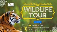 Discover Rajasthan's untamed beauty on a wildlife safari. Encounter majestic tigers, vibrant birds, and diverse landscapes. Experience the thrill of spotting wildlife in their natural habitat.
