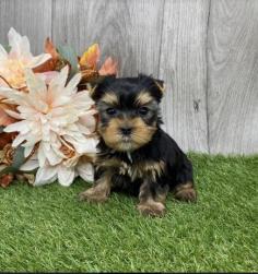 The tiny yorkie pups for sale at Brightsyorkies.com will make the ideal pet for you. The world needs everlasting homes for these cute and lovable puppies.

https://brightsyorkies.com/