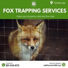 Foxes can damage gardens, threaten pets, and pose health risks through diseases like mange. Promptly addressing these issues is crucial for safeguarding your property and ensuring peace of mind. At Wildlife Control 360, we offer expert fox trapping services in Temecula, using humane and effective methods to manage these elusive animals. Contact us today for reliable solutions!