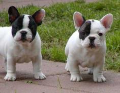 French Bulldog Puppies for Sale in Madurai

Are you looking for French Bulldog Puppies breeders to bring into your home in Madurai? Mr n Mrs Pet offers a wide range of French Bulldog Puppies for sale in Madurai at affordable prices. The final price is determined based on the health and quality of the French Bulldog Puppies. You can select a French Bulldog Puppies based on photos, videos, and reviews to ensure you find the right pet for your home. For information on the prices of other pets in Madurai, please call us at 7597972222.

Visit Site: https://www.mrnmrspet.com/dogs/french-bulldog-puppies-for-sale/madurai