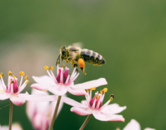 Looking for effective wasp and bee control near me? Beacon Pest Control offers specialized services for wasp and bee removal. Visit us at Beacon Pest Control for prompt and professional solutions.