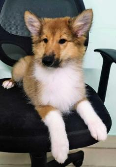 Rough Collie Puppies for Sale in Agra	

Are you looking for a healthy and purebred Rough Collie Puppy to bring home in Agra? Mr n Mrs Pet offers a wide range of Rough Collie Puppies for Sale in Agra at affordable prices. The price of Rough Collie Puppies we have ranges from ₹60,000 to ₹1,50,000 and the final price is determined based on the health and quality of the puppy. You can select a Rough Collie puppy based on photos, videos, and reviews to ensure you get the perfect puppy for your home. For information on prices of other pets in Agra, please call us at 7597972222.

Visit here: https://www.mrnmrspet.com/dogs/rough-collie-puppies-for-sale/agra
