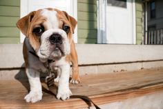 British Bulldog Puppies for Sale in Agra	

Are you looking for a healthy and purebred British Bulldog Puppy to bring home in Agra? Mr n Mrs Pet offers a wide range of British Bulldog Puppies for Sale in Agra at affordable prices. The price of British Bulldog Puppies we have ranges from ₹40,000 to ₹1,20,000 and the final price is determined based on the health and quality of the puppy. You can select a British Bulldog puppy based on photos, videos, and reviews to ensure you get the perfect puppy for your home. For information on prices of other pets in Agra, please call us at 7597972222.

Visit here: https://www.mrnmrspet.com/dogs/british-bulldog-puppies-for-sale/agra
