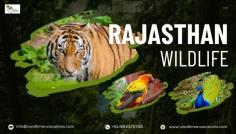 Experience the untamed beauty of Rajasthan's wildlife with Vardhman Vacations. Discover the majestic tigers, vibrant birds, and colorful peacocks that make Rajasthan a haven for nature lovers. Book your adventure today!