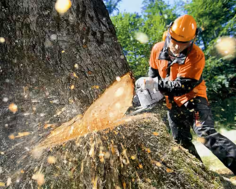 Sydney Urban Tree Services is a well-established, family-owned, and operated business specializing in tree-cutting services in Sydney. With 10 years of experience in the tree industry, our team provides superior customer service and top-quality tree-cutting services at competitive prices. We are fully insured, licensed, and compliant with Australian Standards. Please visit our website for more details!
https://sydneyurbantreeservices.com.au/tree-cutting-sydney/
