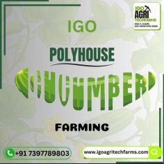 At IGO Agri Techfarms, we specialize in optimizing cucumber polyhouse farming to boost productivity and profitability.  Start your journey with a comprehensive cucumber farming business plan. This should include a detailed analysis of costs, revenue projections, and market strategies. Choose a well-ventilated polyhouse setup that offers climate control, which is crucial for cucumbers’ growth.  When learning how to start cucumber farming in a polyhouse, focus on selecting the right cucumber varieties suited for the controlled environment. Ensure soil quality with proper fertilization and use a drip irrigation system to maintain consistent moisture levels.  To increase cucumber yield in polyhouse farming, employ advanced techniques such as high-density planting and regular pruning. Monitor and adjust environmental conditions to optimize growth. By leveraging these strategies with IGO Agri Techfarms, you’ll enhance your cucumber production and achieve impressive results.  Start your cucumber farming in polyhouse project today with IGO Agritech Farms and experience the future of sustainable agriculture!  FOR MORE INFORMATION CONTACT US:  7397789803,7397789805  www.igoagritechfarms.com