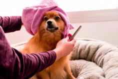 Find the best Dog Spa in O'Connor at Wagz Doggy Daycare & Grooming. Visit- https://maps.app.goo.gl/TgNwP5oN5uXdynxe9