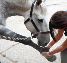 Are you looking for the Best Relaxation Massage in Boolies Little? Then contact LC Equine Therapy. They are your premier destination for professional equine therapy services located in the serene surroundings of Boolies Little. Visit - https://maps.app.goo.gl/xcAw8p6jE5DBQgGz6