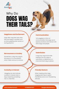 Your will get to know why dogs wag their tails 