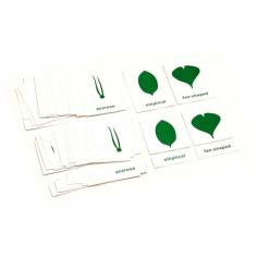 Buy Nomenclature Cards For Botany Cabinet - PP Plastic

Two sets of 18 leaf shapes printed on card stock. One set with separate labels and one control set labeled at the bottom.

• Dimensions:

   Full card: 2.75 x 3.75 inches (L x H)

   Label card: 2.75 x 1 inches

• Recommended Ages: 3 years and up

Buy now: https://kidadvance.com/nomenclature-cards-for-botany-cabinet.html