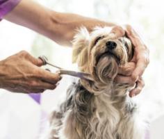 Are you looking for the Best Grooming Salon in Mariginiup? Then contact Pinjar Pet Grooming Lodge. They are in Mariginiup offers top-notch grooming services tailored for your furry companions. Visit - https://maps.app.goo.gl/bHYHSAP6VbvCTVme6