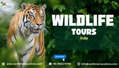 Discover India's diverse wildlife through thrilling safaris, bird watching, and river tours. Explore iconic destinations like Ranthambore, Jim Corbett, and Kaziranga while supporting eco-friendly tourism. Wildlife Tours India offers unforgettable adventures amidst majestic tigers, rhinos, and exotic birds.