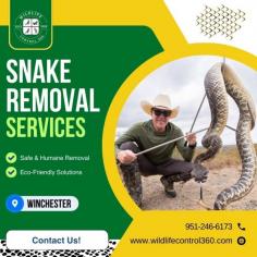 Snakes are venomous, and their bites can be life-threatening if not treated properly. You can reduce this risk by hiring professional snake removal services in Winchester from Wildlife Control 360. Our team has the expertise to accurately identify snake species and implement the most effective removal solutions. Visit our website for more information!

Visit: https://www.wildlifecontrol360.com/wildlife-removal-service-in-winchester