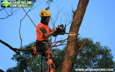 Pass Christian Tree Removal | Acadian Tree and Stump Removal Service

Acadian extends affordable tree removal services to residents and commercial owners. We also provide discounts to senior citizens, military people, disabled people, and homeowners’ associations. We can also fix the trees or provide Pass Christian Tree Removal  service for those uprooted during the storms. For more information, contact us at (985) 285-9827.