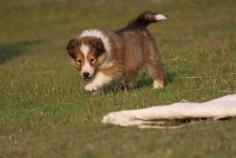 Rough Collie Puppies for Sale in Mysore

Are you looking for Rough Collie puppies breeders in Mysore to bring into your home? Mr & Mrs Pet offers Rough Collie Puppies for sale in Mysore at the best price. The price of the puppies ranges from Rs.50,000 to Rs.60,000, and the final price is determined based on the health and quality of the Rough Collie puppies. You can choose Rough Collie puppies based on photos, videos and reviews to find the perfect pet for your home. When buying a Rough Collie puppies, make sure the breeder is trustworthy and provides a clean, healthy environment for their dogs. For information on prices of other pets in Mysore, please call us at 7597972222.

Visit Site: https://www.mrnmrspet.com/dogs/rough-collie-puppies-for-sale/mysore