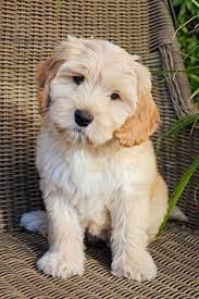 Labradoodle Puppies for Sale in Noida	

Are you looking for a healthy and purebred Labradoodle Puppy to bring home in Noida? Mr n Mrs Pet offers a wide range of Labradoodle Puppies for Sale in Noida at affordable prices. The price of Labradoodle Puppies we have ranges from ₹80,000 to ₹150,000 and the final price is determined based on the health and quality of the puppy. You can select a Labradoodle puppy based on photos, videos, and reviews to ensure you get the perfect puppy for your home. For information on prices of other pets in Noida, please call us at 7597972222.

Visit here: https://www.mrnmrspet.com/dogs/labradoodle-puppies-for-sale/noida
