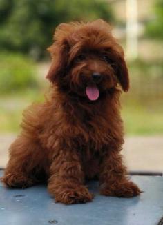 Goldendoodle Puppies for Sale in Panipat

Are you looking for Goldendoodle Puppies breeders to bring into your home in Panipat? Mr n Mrs Pet offers a wide range of Goldendoodle Puppies for sale in Panipat at affordable prices. The final price is determined based on the health and quality of the Goldendoodle Puppies. You can select a Goldendoodle Puppies based on photos, videos, and reviews to ensure you find the right pet for your home. For information on the prices of other pets in Panipat, please call us at 7597972222.

Visit Site: https://www.mrnmrspet.com/dogs/goldendoodle-puppies-for-sale/panipat