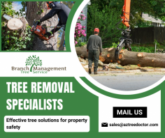 Trusted Tree Removal and Services

Our tree removal company specializes in safe and efficient tree services, ensuring the health of your landscape. We prioritize customer satisfaction and environmental responsibility.  For more information, mail us at sales@aztreedoctor.com.