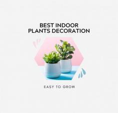 Discover expert tips and ideas for food, home décor, weddings, gardening, holidays, and more. Get inspired with simple, practical advice to enhance your lifestyle.
https://homeindoorplant.com/
