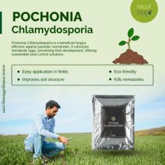 Reliable and Effective! Pochonia chlamydosporia provides an eco-friendly approach to nematode management. Our certified product is known for delivering top quality at the lowest prices. Free shipping and a 10% discount on bulk orders make it an excellent choice. With guaranteed results within a week and tailored packaging options, it suits all your agricultural needs. Join our community of over 3,000 satisfied customers and experience the difference today!

To know more:
https://www.indogulfbioag.com/microbial-species/pochonia-chlamydosporia
