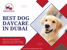 Why Dog Daycare in Dubai is Perfect for Your Furry Friend

Dog daycare in Dubai is the perfect solution for busy pet owners. It provides a safe and friendly environment where your dog can play, socialize, and receive care while you're away. At a dog daycare, your furry friend gets to interact with other dogs, enjoy supervised playtime, and participate in fun activities.

The trained staff ensures your pet's safety and well-being, offering meals, potty breaks, and plenty of cuddles. With flexible hours, you can drop off your dog in the morning and pick them up after work. Dog daycare helps reduce loneliness and boredom, keeping your pup happy and healthy. Choose a dog daycare in Dubai for a happy and active life for your dog!