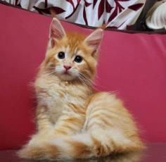 Maine Coon Kitten in Rohtak

Are you looking for Maine Coon Kitten in Rohtak to bring into your home? Mr & Mrs Pet offers Maine Coon Kitten for sale in Rohtak at the best price. The final price is determined based on the health and quality of the Maine Coon Kitten. You can choose Maine Coon Kitten based on photos, videos and reviews to find the perfect pet for your home. For information on prices of other pets in Rohtak, please call us at 7597972222.

Visit Site: https://www.mrnmrspet.com/cat/maine-coon-kitten-for-sale/rohtak