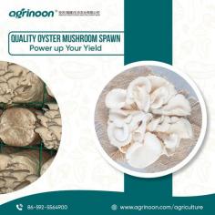 Cultivated in a state-of-the-art facility, our spawns are designed to meet the highest standards of quality and safety. Take your mushroom farming to the next level with reliable products from a trusted name in the industry.

See more: https://www.agrinoon.com/agriculture/oyster-mushroom-spawn/
