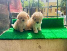 Maltipoo Puppies for Sale in Panipat

Are you looking for Maltipoo Puppies breeders to bring into your home in Panipat? Mr n Mrs Pet offers a wide range of Maltipoo Puppies for sale in Panipat at affordable prices. The final price is determined based on the health and quality of the Maltipoo Puppies. You can select a Maltipoo Puppies based on photos, videos, and reviews to ensure you find the right pet for your home. For information on the prices of other pets in Panipat, please call us at 7597972222.

Visit Site: https://www.mrnmrspet.com/dogs/maltipoo-puppies-for-sale/panipat