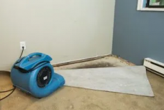 For effective mold removal in Zillah, rely on our expert services. We identify and eliminate mold, preventing future growth and ensuring a healthy home.