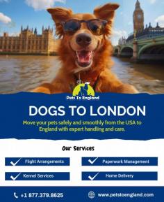 Moving Dogs to London? Pets To England makes it simple! Relocating your beloved dog from the USA to England is easy with the help of Pets To England.  We take care of all the flight reservation issues to home delivery; hence, your dog goes smooth while traveling from the USA to England. Work done on expert management of paperwork and customs will ensure that there is no stress or time taken in quarantine when your pet arrives in London.