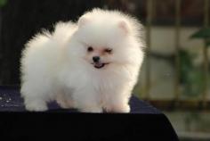 Toy Pomeranian Puppies for Sale in Ahmedabad	

Are you looking for a healthy and purebred Toy Pomeranian Puppy to bring home in Ahmedabad? Mr n Mrs Pet offers a wide range of Toy Pomeranian Puppies for Sale in Ahmedabad at affordable prices. The price of Toy Pomeranian Puppies we have ranges from 80,000 to ₹150,000 and the final price is determined based on the health and quality of the puppy. You can select a Toy Pomeranian puppy based on photos, videos, and reviews to ensure you get the perfect puppy for your home. For information on prices of other pets in Ahmedabad, please call us at 7597972222.

Visit here: https://www.mrnmrspet.com/dogs/toy-pomeranian-puppies-for-sale/ahmedabad
