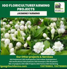 Floriculture is a flourishing sector in India, and starting a floriculture project can be a profitable venture. At IGO Agritech Farms, we assist you in how to start a floriculture project with expert guidance on selecting the right location, choosing quality seeds, and using modern farming techniques. We ensure that your flower farm thrives from day one.  As one of the top floriculture companies in India, IGO Agritech Farms is dedicated to offering innovative and sustainable solutions. With our years of expertise, you can confidently enter the booming floriculture market.  When selecting the best flowers for floriculture, consider high-demand varieties like gerberas, marigolds, and carnations. These flowers promise higher returns and are well-suited for the Indian climate.  Partner with IGO Agritech Farms today to build a successful and sustainable floriculture project that blooms all year round!  FOR MORE INFORMATION CONTACT US:  www.igoagritechfarms.com  737789803,7397789804,7397789805