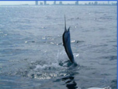 Experience the thrill of South Florida sailfish charters, where anglers chase one of the ocean’s most prized gamefish. Known for their agility and spectacular jumps, sailfish are a top target in these waters, making for an unforgettable fishing adventure. Set off along Florida’s scenic coastlines with expert guides who know the prime locations and techniques to increase your chances of a catch. Whether you're an experienced angler or a beginner, South Florida’s sailfish charters promise action-packed moments and breathtaking views. Embrace the excitement of reeling in a sailfish and make lasting memories on this ultimate fishing experience.