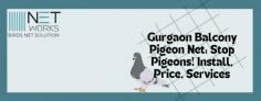 Network Bird Net Solution is a cost-effective way to keep unwelcome  pigeon out of your property by installing premium pigeon nets for balcony in Gurgaon. In addition to successfully keeping pigeons from building nests, our specifically made nets are discrete and long-lasting, so they will mix in well with the elegance of your balcony. Because we know how important a clean and safe atmosphere is, our knowledgeable staff is committed to providing skilled installation services that meet your demands. With our pigeon netting, you can enjoy your balcony without having to deal with noise and bird droppings. For dependable security and tranquility, put your trust in us! Call +91-8750999179