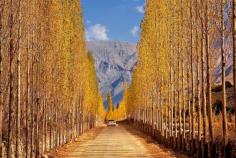 Hunza Autumn Tour

Experience the magic of the Hunza Autumn Tour as the valley transforms into a vibrant tapestry of reds, oranges, and golds. Nestled in the northern region of Pakistan, the Hunza Valley is renowned for its breathtaking landscapes, and during autumn, it offers a mesmerizing spectacle that attracts nature lovers, photographers, and adventurers alike.

The Beauty of Hunza in Autumn
Autumn in Hunza is truly a sight to behold. As the season changes, the valley’s orchards and terraced fields burst into vibrant colors, creating a stunning contrast against the snow-capped peaks of the Karakoram Range. The Hunza Valley in autumn is the perfect destination for those looking to immerse themselves in nature’s beauty. The crisp air, clear skies, and colorful foliage make it an ideal time for exploration and relaxation.

Best Time to Visit Hunza for Autumn Foliage
The best time to visit Hunza for autumn foliage is from late September to early November. During this period, the valley is at its most vibrant, with the foliage displaying a dazzling array of colors. The weather is pleasantly cool, making it perfect for outdoor activities like trekking, sightseeing, and photography. To make the most of this season, many travelers opt for the Hunza Autumn Tour with Explore Pakistan, which offers a comprehensive experience of the valley’s splendor.

Explore the Hunza Autumn Tour with Explore Pakistan
Explore Pakistan offers an immersive Hunza Autumn Tour that allows you to experience the valley’s beauty at its peak. This tour is meticulously planned to include visits to the top attractions in Hunza, offering a mix of scenic views, cultural insights, and adventurous activities.

Top Attractions During the Hunza Autumn Tour
Altit and Baltit Forts: Explore the ancient forts that overlook the valley. These historic landmarks provide stunning views of the autumn foliage, making them a must-visit during the Hunza Autumn Tour.

Passu Cones: Witness the dramatic peaks of the Passu Cones against the backdrop of golden foliage. This iconic location is even more captivating during autumn, offering some of the best photography opportunities in the valley.

Attabad Lake: The turquoise waters of Attabad Lake are a sight to behold, especially when surrounded by the vibrant colors of autumn. Enjoy a boat ride on the lake and soak in the serene atmosphere.

https://explorepakistantours.pk/tour/hunza-autumn-tour/