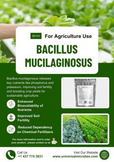 If your plants are showing signs of poor growth or nutrient imbalance, don't wait! Our Bacillus Mucilaginosus biofertilizer restores soil health and stimulates plant growth fast, with visible results within a week. We’re a worldwide exporter, offering the best quality and quantity at the lowest price. This Halloween, enjoy bulk discounts, no extra charges, and an easy return policy. We even offer customized solutions based on your soil type. Don’t miss out on the most affordable and effective solution for your crops!

To know more about this product:
https://www.universalmicrobes.com/product-page/bacillus-mucilaginous