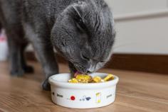 If you are looking for the Best Cat Food in Surrey Hills, then contact Loyal Friends. From nutritious dog food, cat food, and fun toys to grooming essentials and cosy bedding, their curated selection is designed to meet the needs of every pet owner. Visit:- https://maps.app.goo.gl/oaaJCkdc5zFHNQXZA 