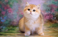 Interpetsnyc.com has the ideal furry friend! You'll be enamored with our unusual kittens for sale in NYC. Experience the love today by adopting.

https://interpetsnyc.com/