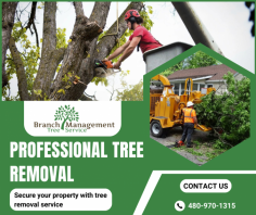 Comprehensive Tree Care Removal Services

Our tree removal company provides safe, efficient, and professional services to remove unwanted trees, ensuring your property remains beautiful and hazard-free. For more information, call us at 480-970-1315.
