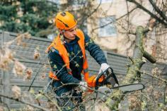 Discover expert tree care services with Branch Out Tree Specialists, your premier arborist in Sydney's North Shore. Our dedicated team offers a range of services, including tree pruning, removal, and health assessments, ensuring the safety and vitality of your trees. With a focus on sustainable practices and environmental care, we prioritize the health of your landscape. Our certified arborists bring years of experience and knowledge, providing tailored solutions to meet your specific needs. Whether you’re a homeowner or a business, we’re committed to enhancing your green spaces. Trust Branch Out for reliable, professional arborist services in the heart of North Shore.