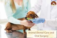 At Atlas Pet Hospital, we offer specialized animal dental care and oral surgery to keep your pets' teeth and gums healthy. Our services include dental cleanings, tooth extractions, treatment for gum disease, and advanced oral surgeries. Regular dental care is vital for preventing painful conditions and ensuring your pet’s overall well-being. Trust our expert team for comprehensive dental care that keeps your pet’s smile healthy and bright. Learn more at Atlas Pet Hospital.

https://atlaspethosp.com/