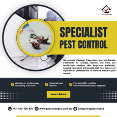 Need reliable pest control services in Moreton Bay? Our expert team provides fast, effective, and environmentally safe pest management solutions for homes and businesses. Eliminate termites, rodents, and more with professional care.