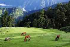 Chopta Valley Uttarakhand, is a hidden gem waiting to be explored. With its stunning landscapes, thrilling trekking opportunities, and serene environment, it promises a memorable getaway for adventurers and nature lovers alike. Whether you’re trekking to Tungnath, camping under the stars, or simply soaking in the breathtaking views, Chopta Valley offers an unforgettable experience.