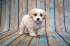 Cavapoo Puppies for Sale in Panipat

Are you looking for Cavapoo Puppies breeders to bring into your home in Panipat? Mr n Mrs Pet offers a wide range of Cavapoo Puppies for sale in Panipat at affordable prices. The final price is determined based on the health and quality of the Cavapoo Puppies. You can select a Cavapoo Puppies based on photos, videos, and reviews to ensure you find the right pet for your home. For information on the prices of other pets in Panipat, please call us at 7597972222.

Visit Site: https://www.mrnmrspet.com/dogs/cavapoo-puppies-for-sale/panipat